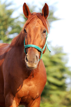 Head shot of a beautiful chestnut stallion at farm