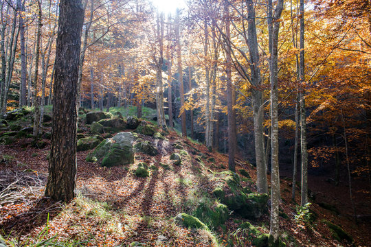 Fototapeta autumnal magic forest