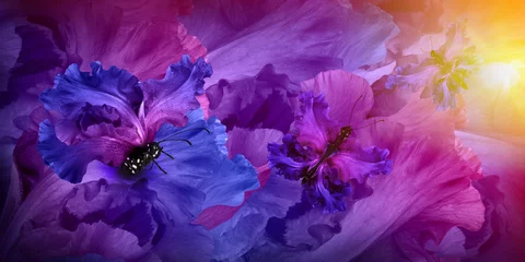 Foto op Plexiglas Iris Geweldige vlinderfee van bloemen, hortensia& 39 s en iris.