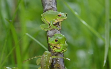 モリアオガエルの雄