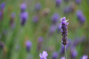 Lavender flowers in Stellenbosh,Cape Town.