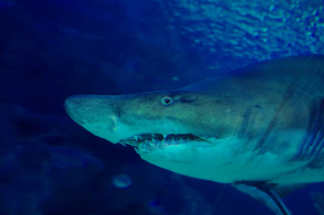 Shark in oceanarium. Agressive look.