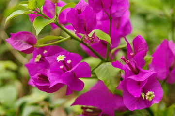 Lesser bougainvillea (Bougainvillea glabra).