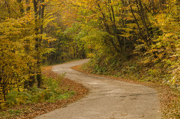 Fototapeta premium Winding autumn road