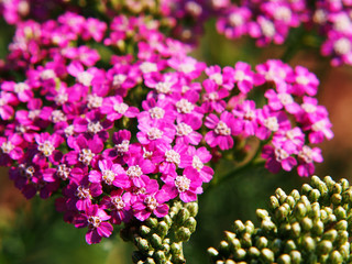Pink Achillea millefolium - yarrow  © Anna Gratys