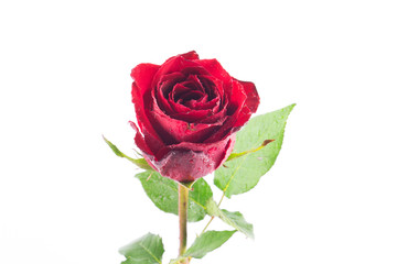 Red roses on a white background