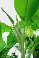 Fototapeta na wymiar banana flower