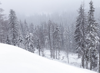 Landscape, mountain Jahorina, footpath