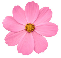 bright pink flower Primula.  white isolated background with clipping path. Closeup.  no shadows....