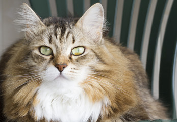 Naklejka na ściany i meble sweet cat of siberian breed on a chair