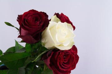 Red roses on a white background
