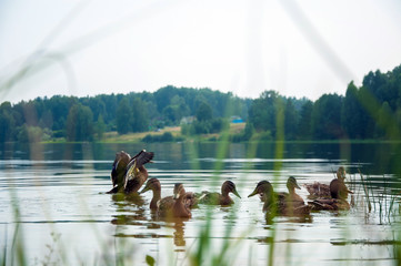 Дикие утки в озере