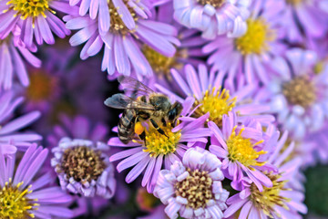 A closeup of a bee on a purple flower