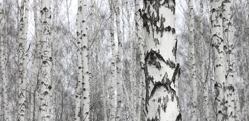 Obraz premium Grove of birch trees and dry grass in early autumn, fall panorama