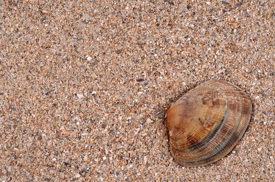 Palourde sur le sable