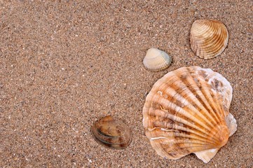 Coquille saint-jacques, palourde, praire et coque dans le sable