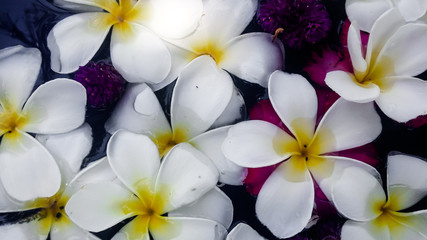 Fototapeta na wymiar the soft focus of white franjipani plumeria flower floating soar on water