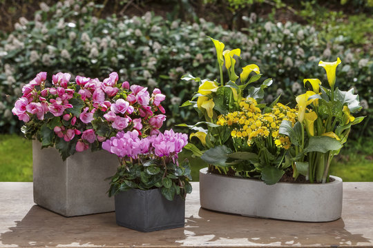 decorative arrangements of potted plants outdoor
