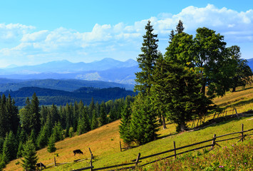 Fototapeta na wymiar Summer mountain country view (Carpathian, Ukraine).