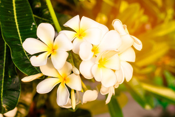 the yellow and white plumeria on the plumeria tree in nature background