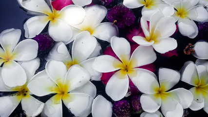 the soft focus of white franjipani plumeria flower floating on water