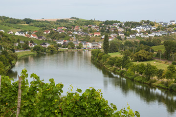 Fototapeta na wymiar View of Wormeldange with surrounding vineyards in the Moselle Valley