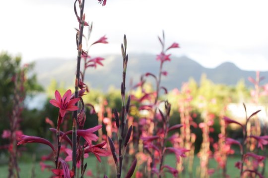 Pink Watsonia Hybride with mountain in background