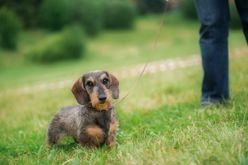Wire haired dachshund dog