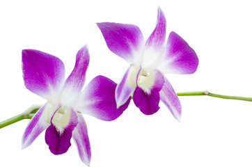 Purple orchid flower isolated on white background