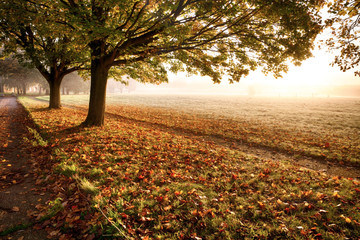 Amazing autumn leaves fallen at sunrise