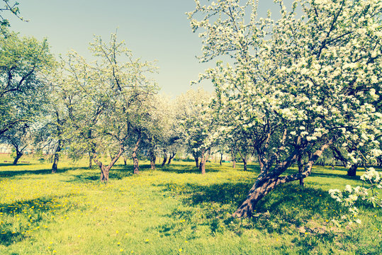 Orchard in spring/toned photo