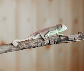 Little Panther chameleon sitting on an old branch © oleg_mj