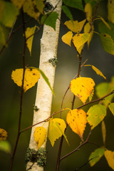 Yellow birch leaves in the autumn