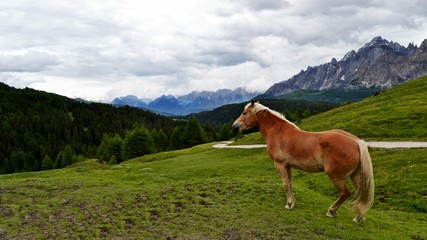 Fototapeta na wymiar Wild horse with background on Dolomites