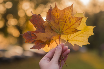 Maple leaf in a hand. Woman hand is holding yellow maple leaf 