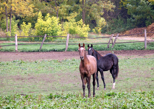 two horses on farm agriculture