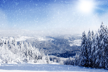 Winter Field and Trees