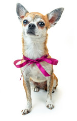 Obraz premium Cute dog sits and listens attentively. Dwarf Chihuahua dog on isolated background