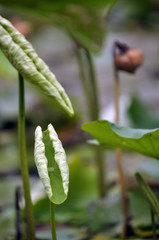 Lotus leaf at the growing