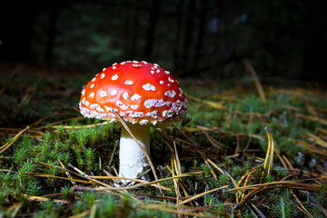 fly agaric mushroom in forest