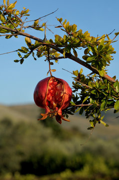 Pomegranate fruit on a branch