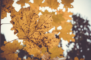 Dramatic sentimental and romantic autumn colors background