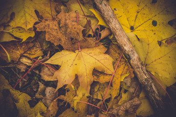 Dramatic sentimental and romantic autumn colors background
