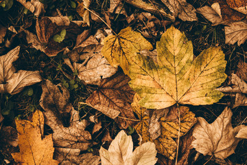 Dramatic sentimental and romantic autumn colors background