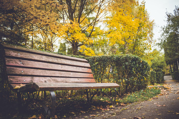 Dramatic sentimental and romantic autumn colors background