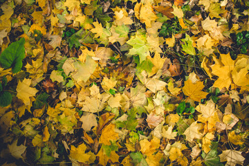 Dramatic sentimental and romantic autumn colors background