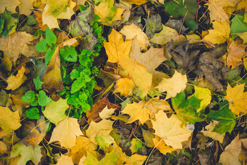 Dramatic sentimental and romantic autumn colors background