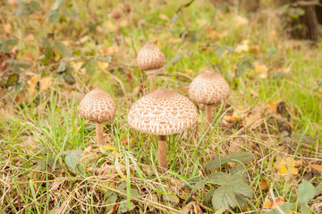 Parasol Pilz auf einer Waldlichtung