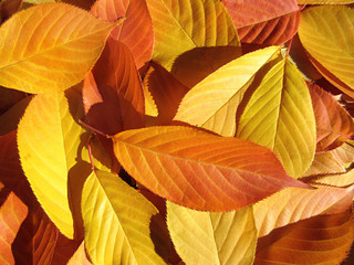 bunte Laub Blätter im Herbst in gelb orange auf dem Boden