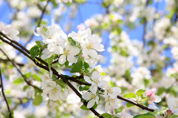 Flowers of the cherry blossoms